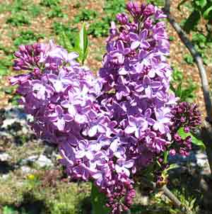 Lilac-c-042805-127p