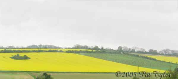 yellowcrops-050405-1009a