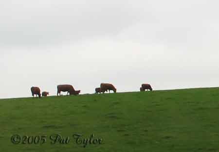 cattle-050405-1155a