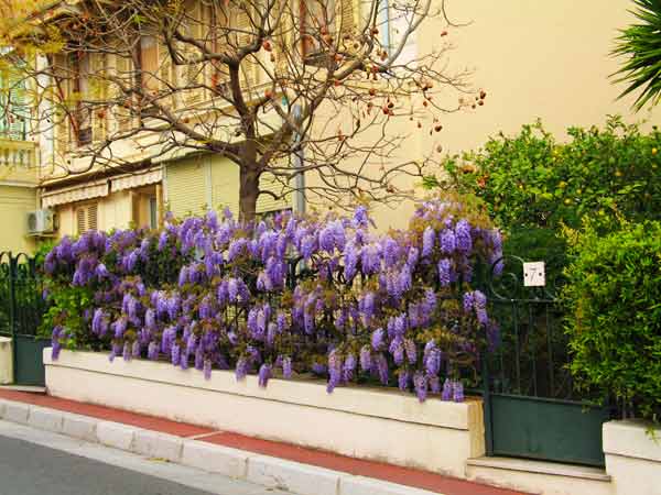 WisteriaOnFence-042405-211p
