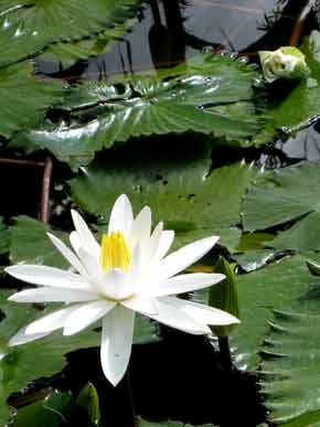 2325-WaterLilly-071014-916a
