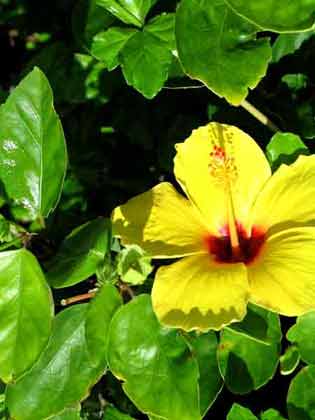 1115a-070930-yellow-hibiscus-7760
