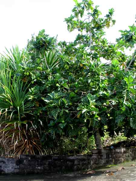 1455p-070930-7800-Breadfruit@World Botanical Gardens