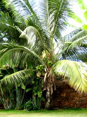 1479-Coconuts-07-1001-1040a