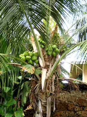 1480-Coconuts-07-1001-1040a