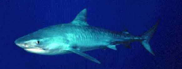 1498-tiger-shark
