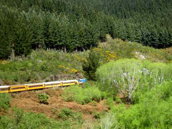 3385-Train&Forest-071020-1241p