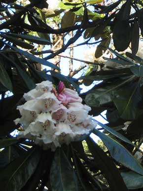 3444-RhododendronBells-071020-224p