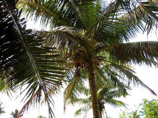 1932-CoconutTree-071009-953a